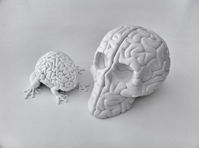 skull-brain-2