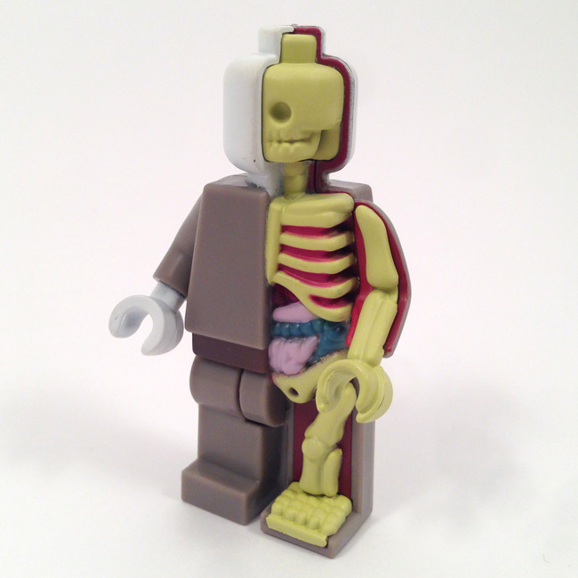 micro-anatomic-original