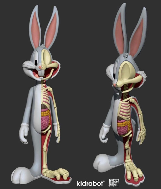 anatomical-wabbit-2