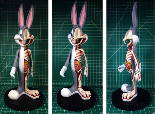 anatomical-wabbit-3